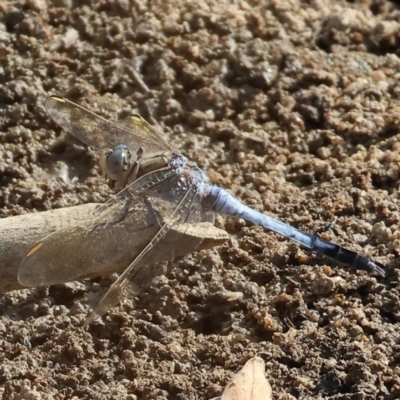 Orthetrum caledonicum at Wodonga - 8 Mar 2024 by KylieWaldon