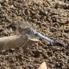 Unidentified Dragonfly (Anisoptera) at Wodonga, VIC - 8 Mar 2024 by KylieWaldon
