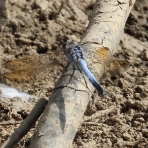 Orthetrum caledonicum at Belvoir Park - 9 Mar 2024 09:22 AM