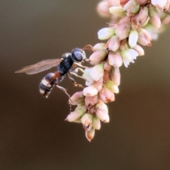 Crabronidae (family) at Belvoir Park - 8 Mar 2024 by KylieWaldon