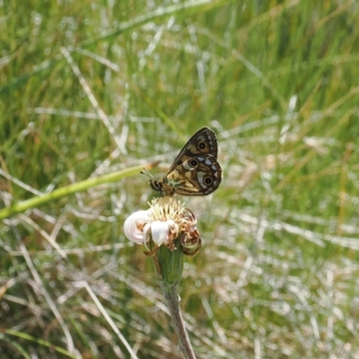 Oreixenica latialis (Small Alpine Xenica) at Namadgi National Park - 26 Feb 2024 by RAllen