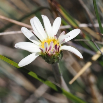 Celmisia sp. Pulchella (M.Gray & C.Totterdell 7079) Australian National Herbarium (Narrow-leaved Snow Daisy) at Cotter River, ACT - 26 Feb 2024 by RAllen