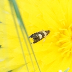 Glyphipterix chrysoplanetis (A Sedge Moth) at Hall, ACT - 9 Mar 2024 by Anna123