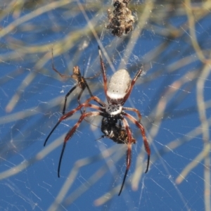 Trichonephila edulis at Tharwa, ACT - 9 Mar 2024