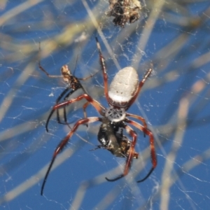 Trichonephila edulis at Tharwa, ACT - 9 Mar 2024