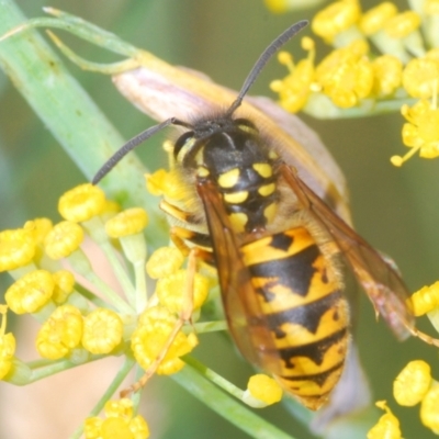 Vespula germanica (European Wasp, German Yellowjacket Wasp) at Michelago, NSW - 9 Mar 2024 by Harrisi