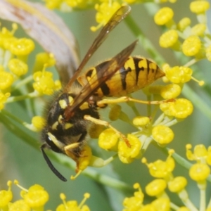 Vespula germanica at Michelago, NSW - 9 Mar 2024