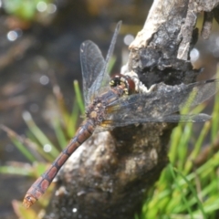 Nannophya dalei (Eastern Pygmyfly) at Tinderry, NSW - 9 Mar 2024 by Harrisi