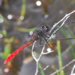 Nannophya dalei at Tinderry Mountains - suppressed