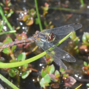 Nannophya dalei at Tinderry Mountains - 9 Mar 2024