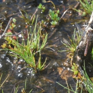 Nannophya dalei at Tinderry Mountains - suppressed