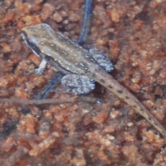 Crinia sp. (genus) (A froglet) at Tinderry, NSW - 9 Mar 2024 by Harrisi