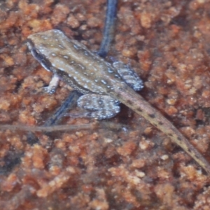 Crinia sp. (genus) at Tinderry Mountains - suppressed