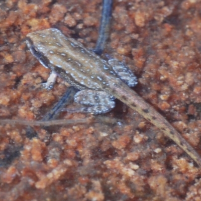 Crinia sp. (genus) (A froglet) at Tinderry, NSW - 9 Mar 2024 by Harrisi