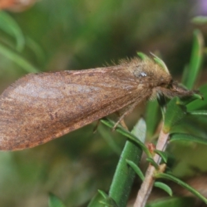 Fraus (genus) at Tinderry, NSW - suppressed