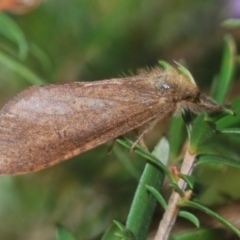 Fraus (genus) (A swift or ghost moth) at Tinderry, NSW - 9 Mar 2024 by Harrisi