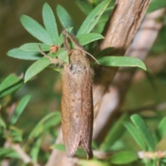 Fraus (genus) at Tinderry, NSW - suppressed