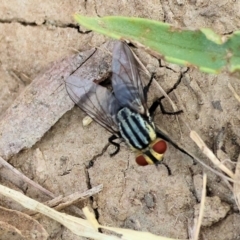 Sarcophaga sp. (genus) (Flesh fly) at Wodonga - 8 Mar 2024 by KylieWaldon