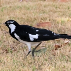 Grallina cyanoleuca (Magpie-lark) at Wodonga, VIC - 8 Mar 2024 by KylieWaldon