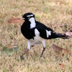 Grallina cyanoleuca at Belvoir Park - 9 Mar 2024