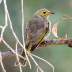 Ptilotula penicillata (White-plumed Honeyeater) at Belvoir Park - 9 Mar 2024 by KylieWaldon