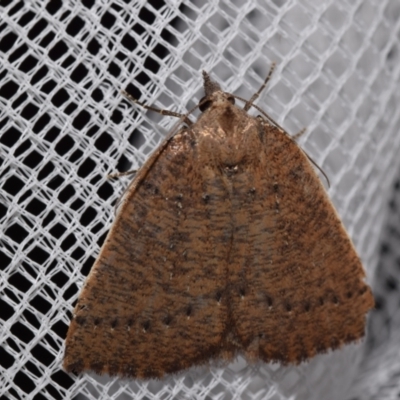 Amelora anepiscepta (Reddish Cape-moth) at Jerrabomberra, NSW - 9 Mar 2024 by DianneClarke