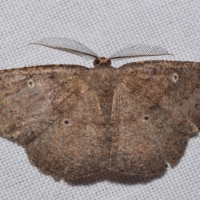 Casbia melanops (Pomaderris Moth) by DianneClarke