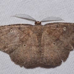 Casbia melanops (Pomaderris Moth) at Jerrabomberra, NSW - 9 Mar 2024 by DianneClarke