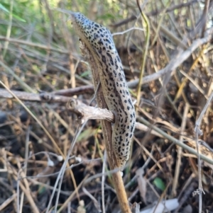 Limax maximus at Dryandra St Woodland - 10 Mar 2024 08:25 AM