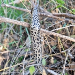 Limax maximus at Dryandra St Woodland - 10 Mar 2024