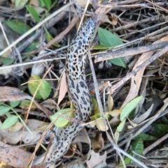 Limax maximus at Dryandra St Woodland - 10 Mar 2024 08:25 AM