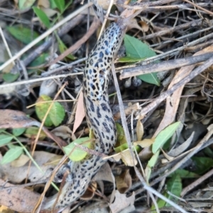 Limax maximus at Dryandra St Woodland - 10 Mar 2024 08:25 AM