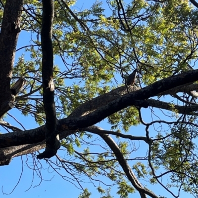 Callocephalon fimbriatum (Gang-gang Cockatoo) at Red Hill, ACT - 10 Mar 2024 by redhillbirdlady
