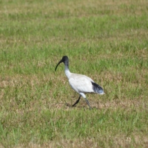 Threskiornis molucca at Jamberoo, NSW - 9 Mar 2024 10:46 PM