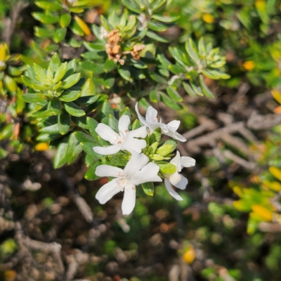 Westringia fruticosa (Native Rosemary) at Benandarah, NSW - 9 Mar 2024 by MatthewFrawley