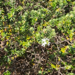 Westringia fruticosa at Murramarang National Park - 9 Mar 2024