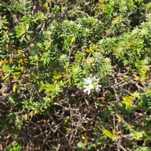 Westringia fruticosa at Murramarang National Park - 9 Mar 2024 05:44 PM