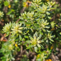 Westringia fruticosa at Murramarang National Park - 9 Mar 2024