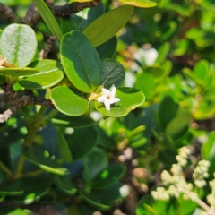 Alyxia buxifolia (Sea Box) at Benandarah, NSW - 9 Mar 2024 by MatthewFrawley