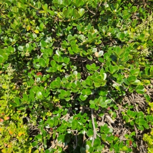 Alyxia buxifolia at Murramarang National Park - 9 Mar 2024 05:45 PM