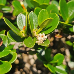 Alyxia buxifolia at Murramarang National Park - 9 Mar 2024