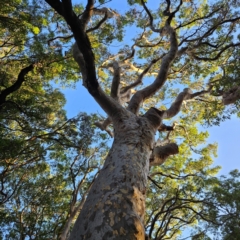 Corymbia maculata (Spotted Gum) at Benandarah, NSW - 9 Mar 2024 by MatthewFrawley