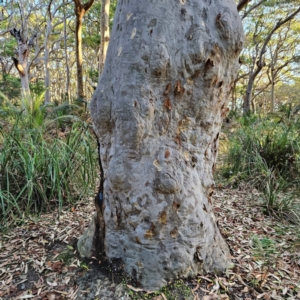 Corymbia maculata at Murramarang National Park - 9 Mar 2024 06:23 PM