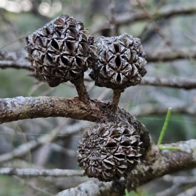 Allocasuarina littoralis (Black She-oak) at Murramarang National Park - 9 Mar 2024 by MatthewFrawley