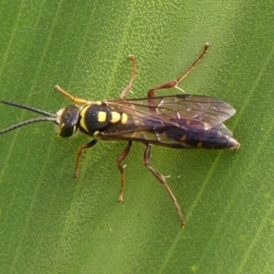 Unidentified Flower wasp (Scoliidae or Tiphiidae) at Braemar, NSW - 3 Mar 2024 by Curiosity