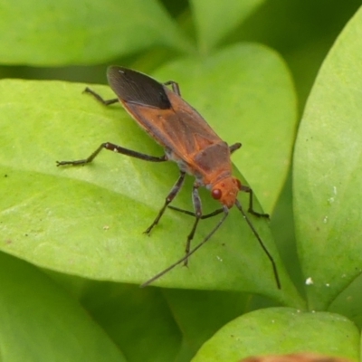 Leptocoris mitellatus (Leptocoris bug) at Wingecarribee Local Government Area - 4 Mar 2024 by Curiosity