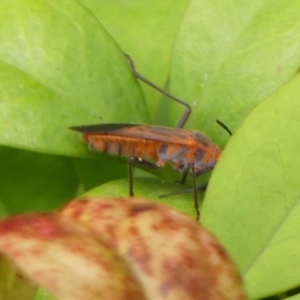 Leptocoris mitellatus at Wingecarribee Local Government Area - 4 Mar 2024