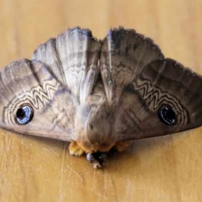 Dasypodia selenophora (Southern old lady moth) at West Wodonga, VIC - 24 Feb 2024 by KylieWaldon