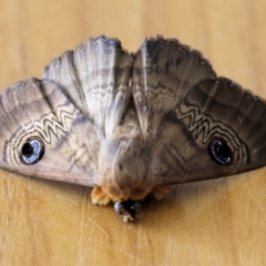 Dasypodia selenophora (Southern old lady moth) at Wodonga - 24 Feb 2024 by KylieWaldon
