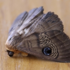 Dasypodia selenophora at Wodonga - 25 Feb 2024